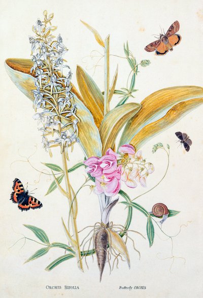 Orchid: Bifolia (Butterfly Orchid) by English School